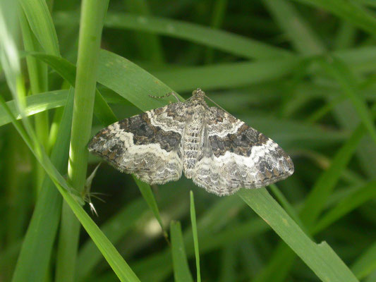 Epirrhoe alternata - Gewone bandspanner