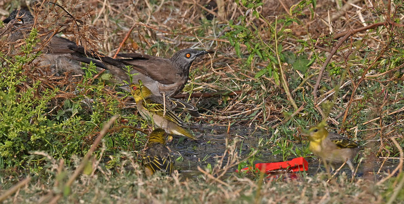 Turdoides plebejus - Brown Babbler