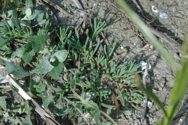 Suaedea maritima - Schorrenkruid