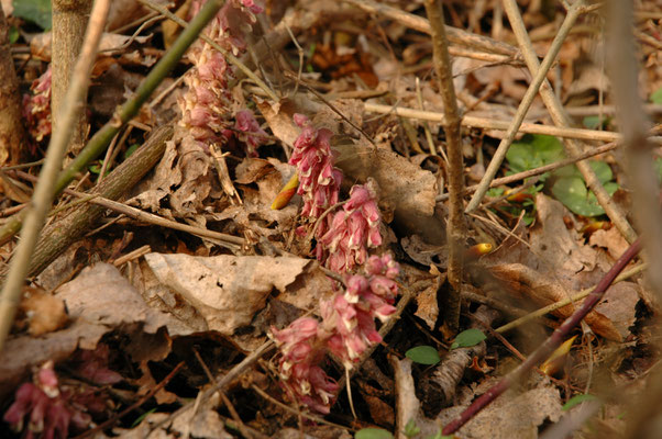 Lathraea squamaria - Bleke schubwortel