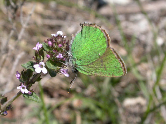 groentje (Callophrys rubi)