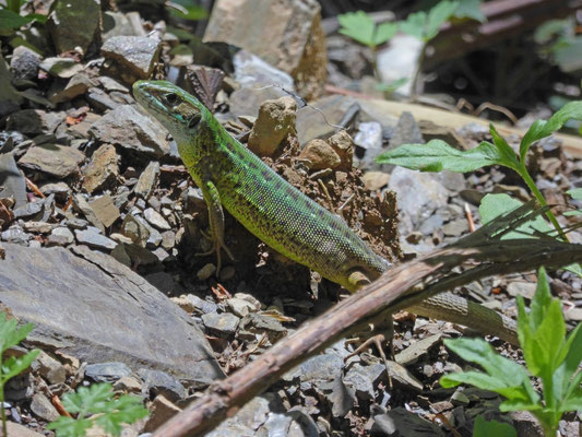Oostelijke smaragdhagedis (Lacerta viridis)