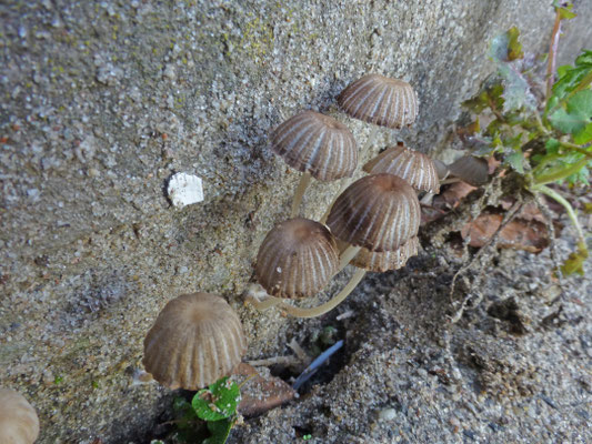 Coprinellus disseminatus - Zwerminktzwam