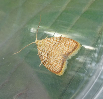 Acleris forsskaleana - Kleine boogbladroller