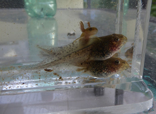 larven van Meerkikker en Kleine watersalamander