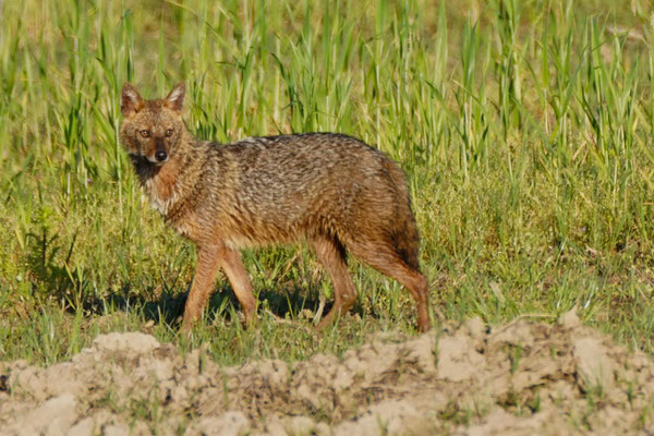 Goudjakhals (foto van Desirée)