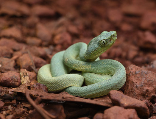 Bothriopsis bilineata bilineata - Groene Boomlanspuntslang (Papegaaislang)