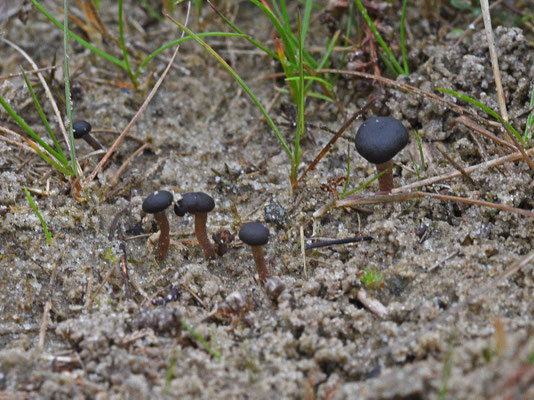 Sarcoleotia platypus - Gesteeld veenknoopje