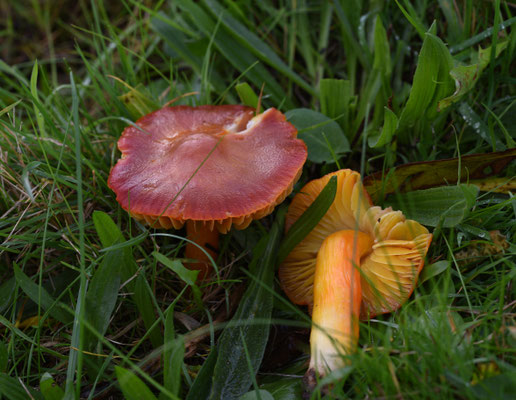 Granaatbloemwasplaat