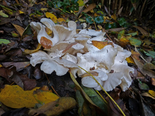Lyophyllum connatum - Witte bundelridderzwam