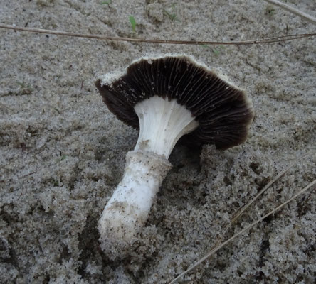 Stropharia halophila - Helmstropharia