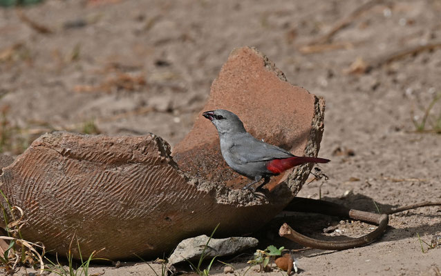 Estrilda caerulescens - Lavender Waxbill