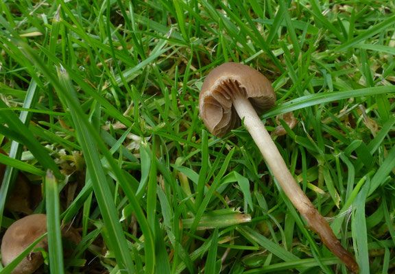 Panaeolina foenisecii - Gazonvlekplaat