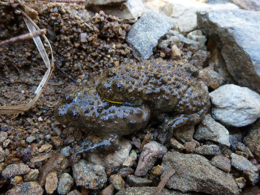 Bombina variegata