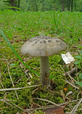 Amanita ceciliae - Prachtamaniet
