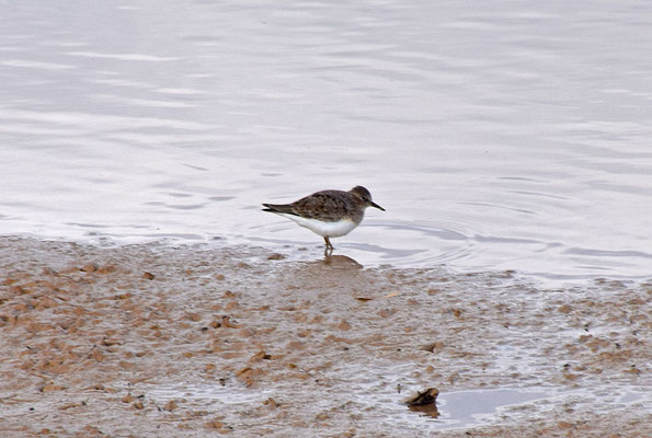 Temmincks strandloper