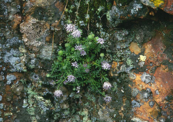 Jasione corymbosa