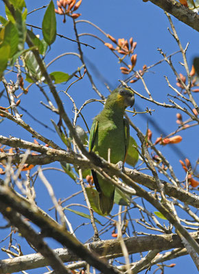 Orange-winged Parrot