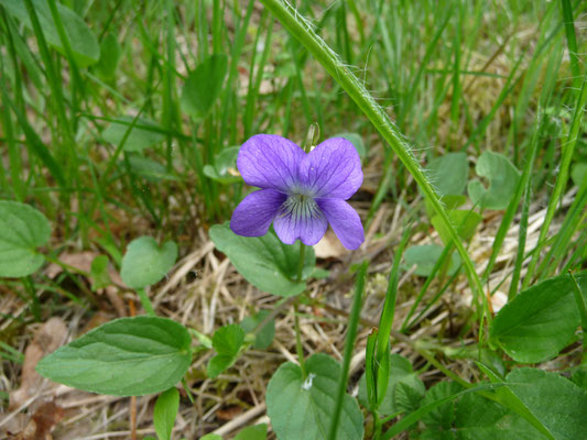 ruig viooltje (Viola hirta)