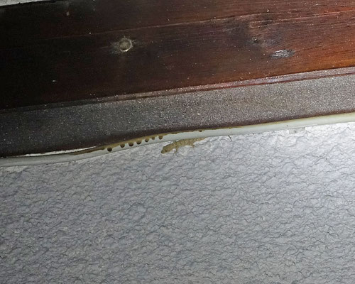 Mediodactylus danilewskii