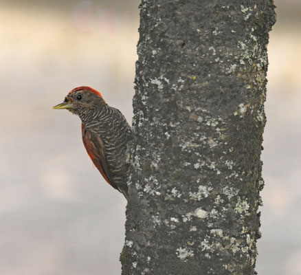 Blood-colored Woodpecker