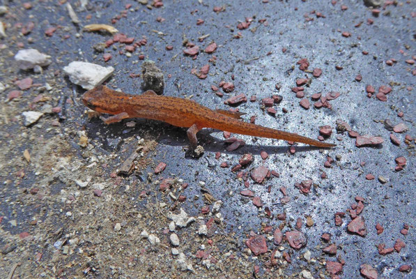 Kleine watersalamander (Lissotriton vulgaris graeca), landfase