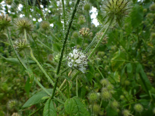 Dipsacus pilosus - Kleine kaardebol