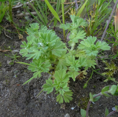 Aphanes arvensis - Grote leeuwenklauw
