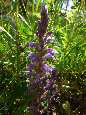 Orobanche purpurea - Blauwe bremraap