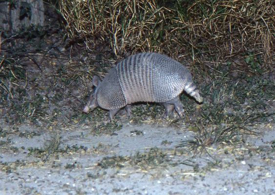Armadillo