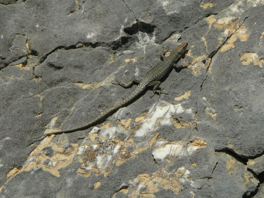 Dinarolacerta montenigrina (Prokletije berghagedis)