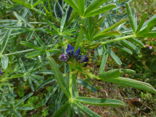 Lupinus angustifolius - Blauwe lupine