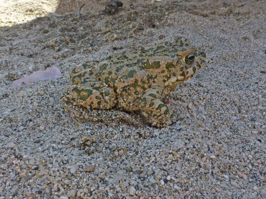 Bufotes viridis balearicus