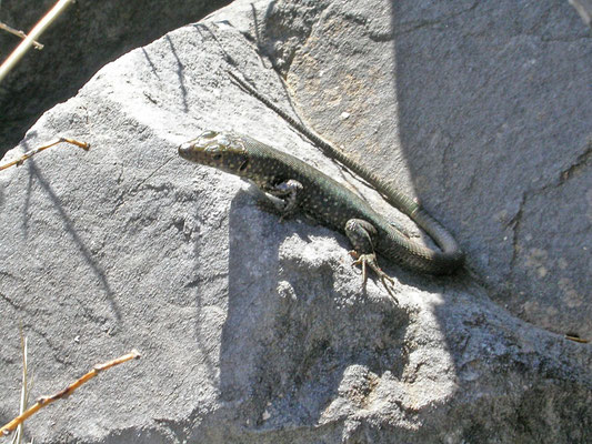 Hellenolacerta graeca (Griekse berghagedis)