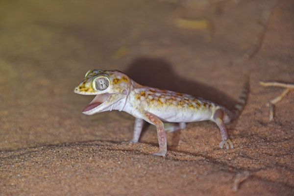 Stenodactylus doriae