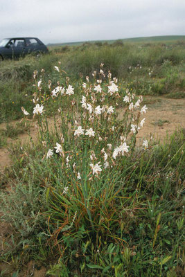 Asphodelus fistulosus