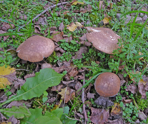 Lepiota aspera - Spitsschubbige parasolzwam