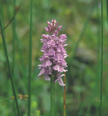 Dactylorhiza maculata - Gevlekte orchis
