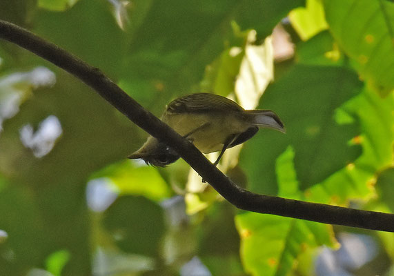 Yellow-margined Flycatcher