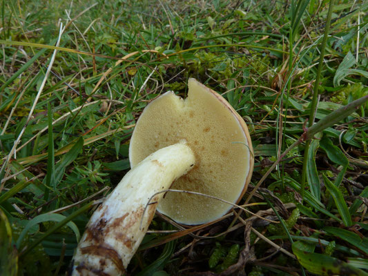 Suillus granulatus - Melkboleet