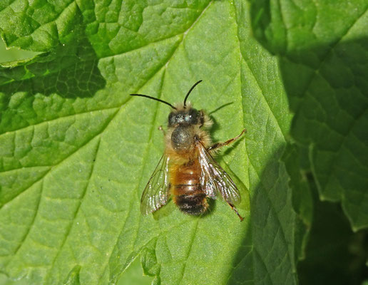 Osmia bicornis - Rosse metselbij