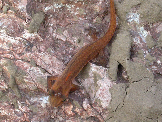 Lissotriton vulgaris graecus (kleine watersalamander)