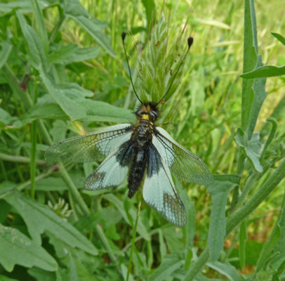 Libelloides ottomanus