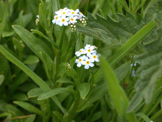 Myosotis laxa - Zompvergeetmijnietje