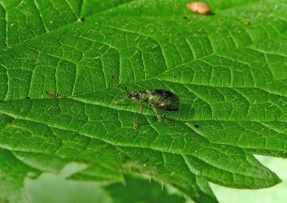 Phyllobius pomaceus - Groene bladsnuitkever