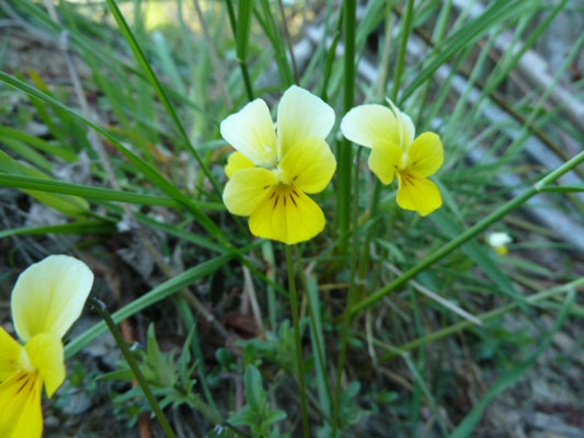 Viola lutea