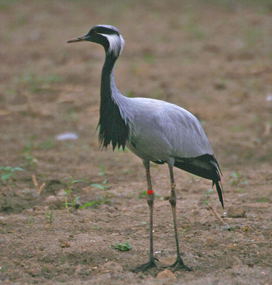 Jufferkraanvogel