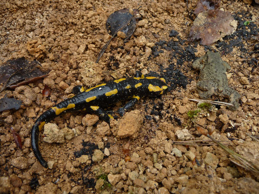 vuursalamander (Salamandra salamandra) en gewone pad (Bufo bufo)