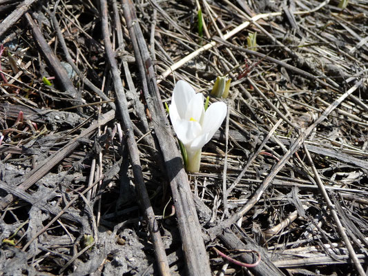 Crocus albiflorus