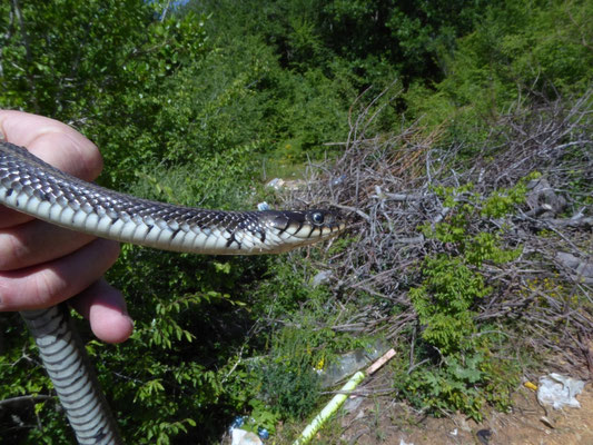 Ringslang (Natrix natrix)
